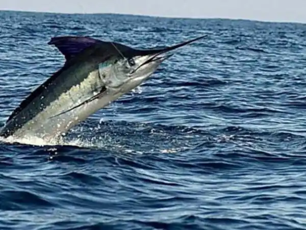 Fishing in San Felipe